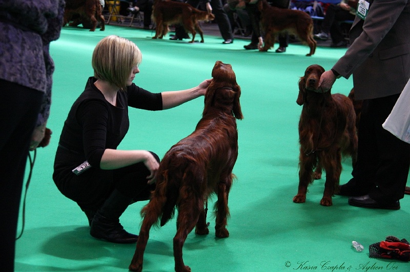 Crufts2011 596.jpg